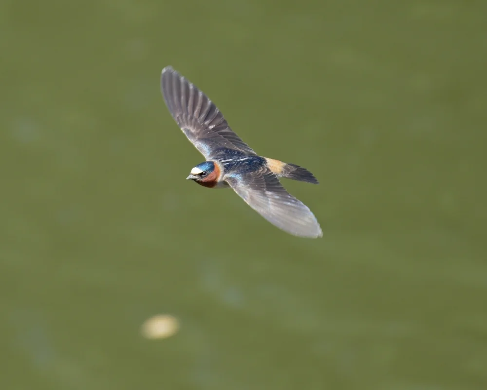 Rotschwanzschwalbe (Petrochelidon pyrrhonota)