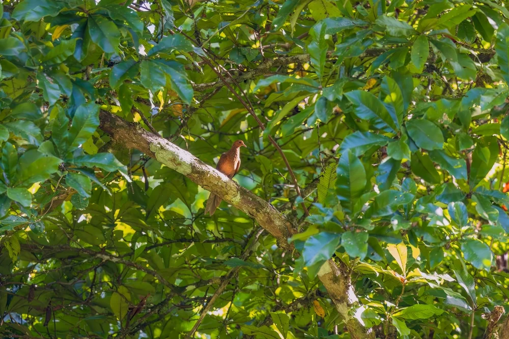 Rotschwingen-Fruchttaube (Macropygia rufipennis)