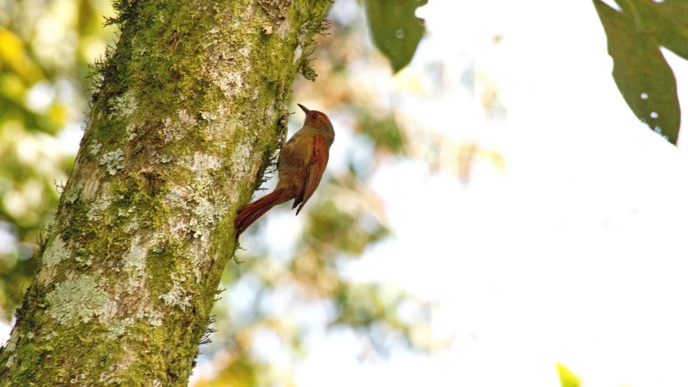 Rotsicht-Buschhäher (Cranioleuca erythrops)