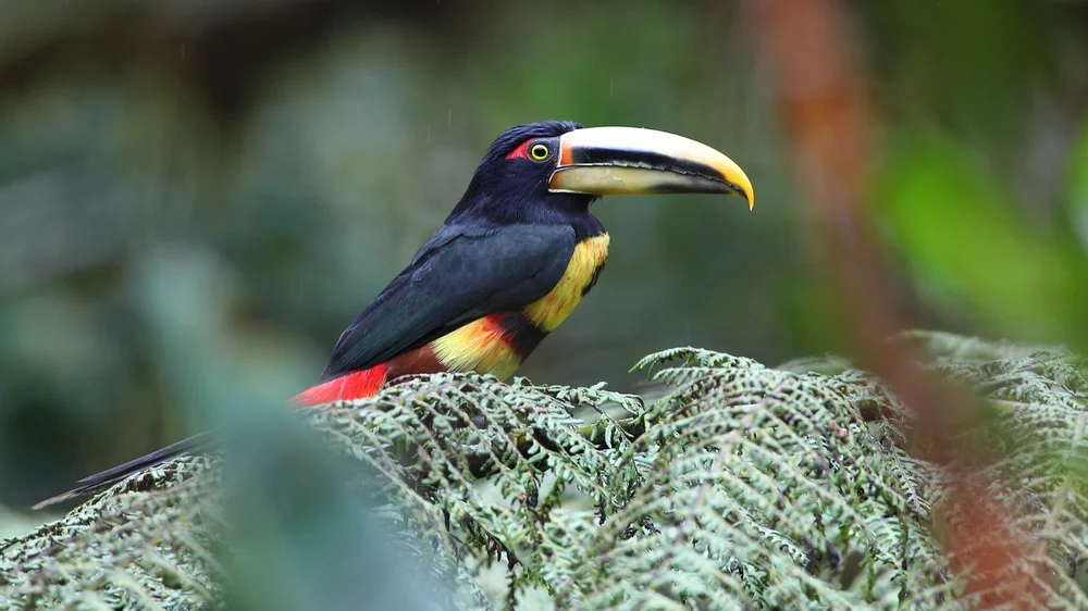 Rotsteiß-Araponga (Pteroglossus erythropygius)