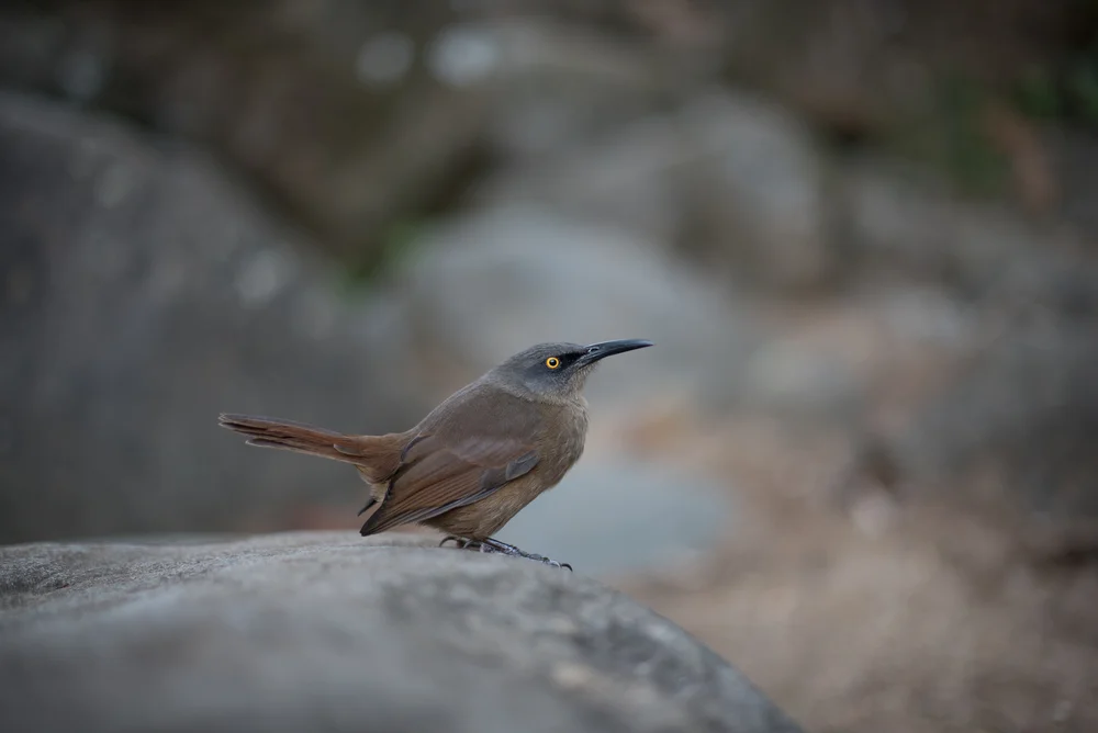Rotsteiß-Baumläufer (Cinclocerthia ruficauda)
