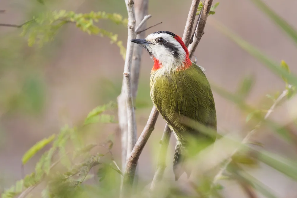 Rotsteiß-Baumsteiger (Xiphocolaptes albicollis)
