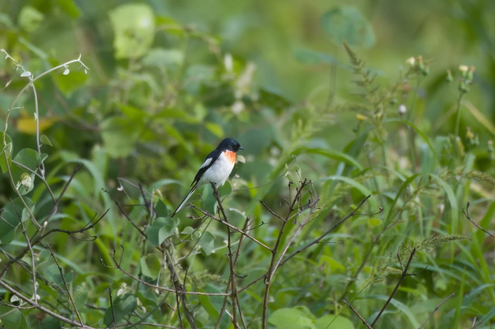 Rotsteiß-Minivett (Pericrocotus erythropygius)