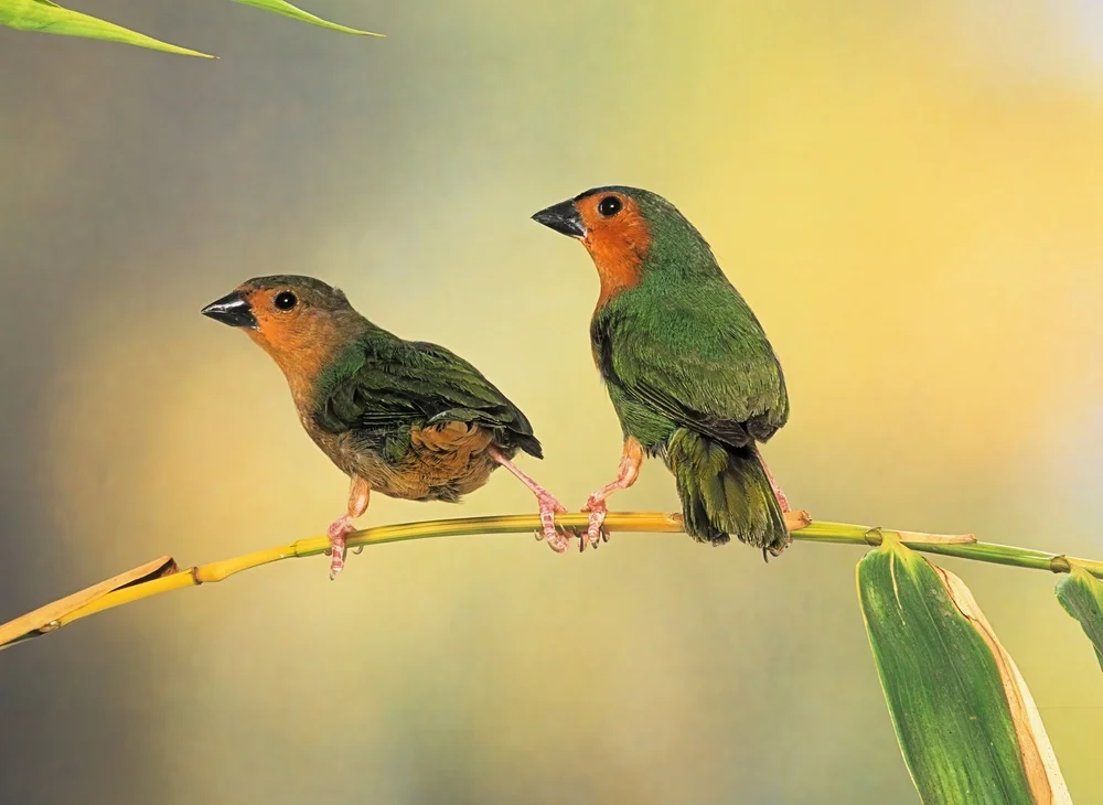 Rotsteiß-Prachtfink (Erythrura hyperythra)