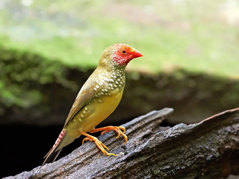 Rotsteiß-Reisvögelchen (Neochmia)
