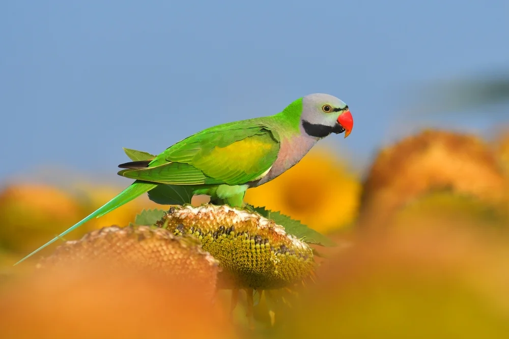 Rotsteißhals-Prachtsittich (Psittacula alexandri)