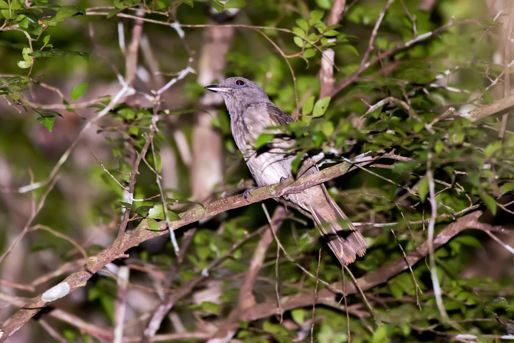 Rotsteißwürger (Laniocera hypopyrra)