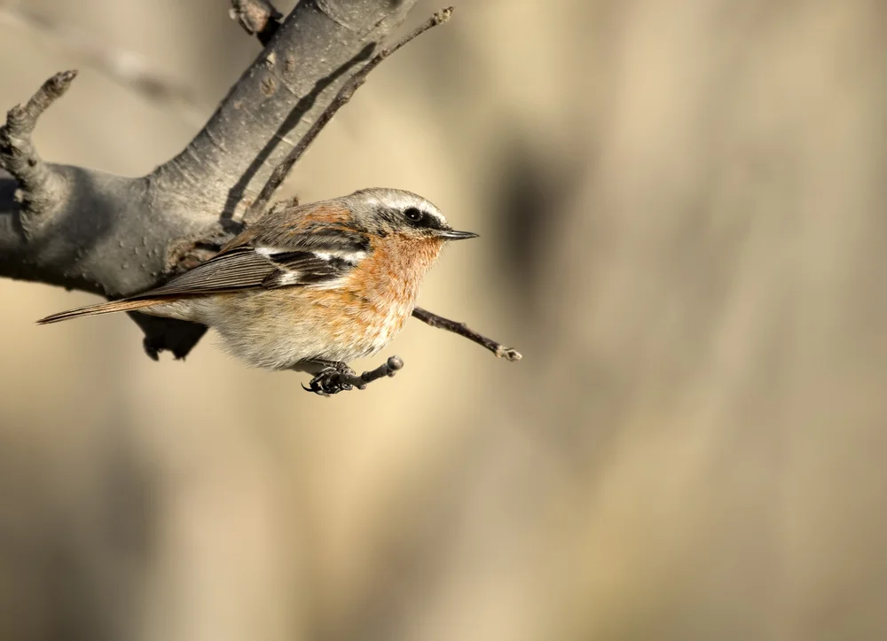 Rotstirn-Grasmücke (Phoenicurus erythronotus)