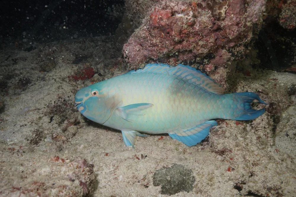 Rotviolette Papageifisch (Scarus rubroviolaceus)