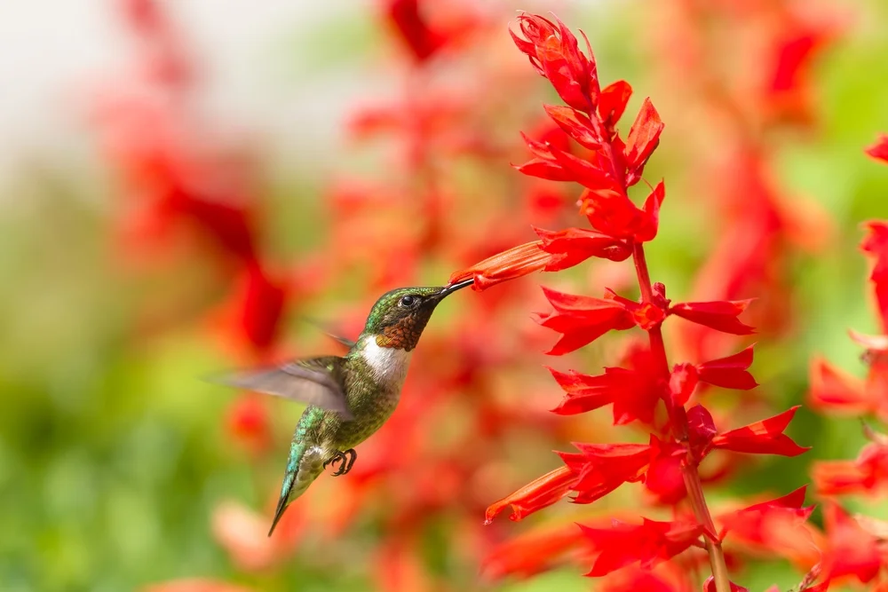 Rubinkolibri (Archilochus colubris)