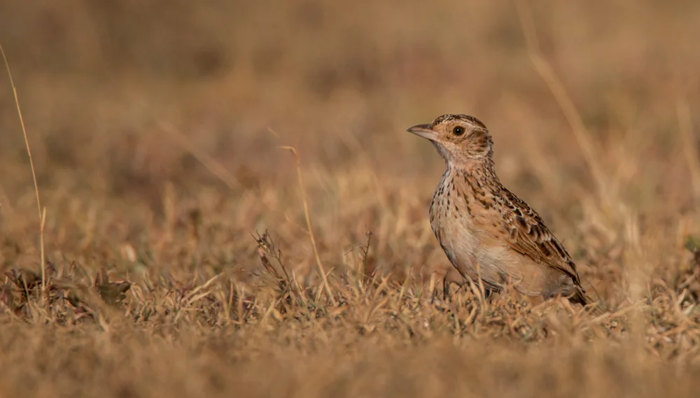 Rudd-Riesenlerche (Heteromirafra ruddi)