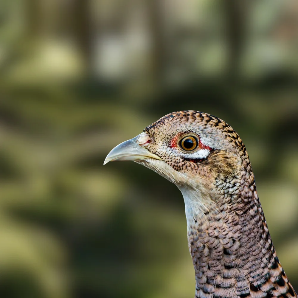 Ruderfüßer (Centrolophidae)