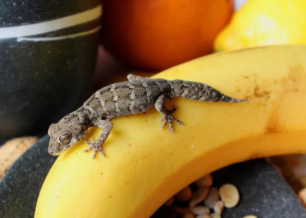 Rübenschwanz-Viperngecko