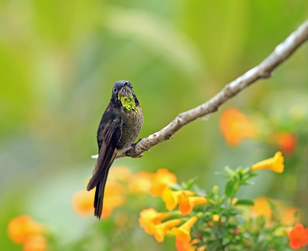 Rücken-Schmuckkolibri (Ramphomicron dorsale)