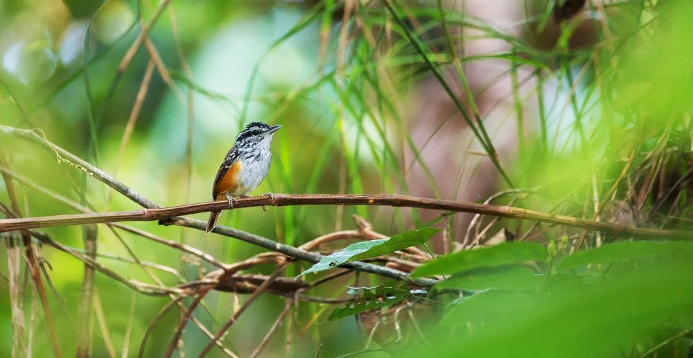 Rückenfleck-Ameisenwürger (Herpsilochmus dorsimaculatus)