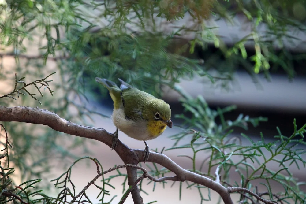 Rühriger Brillenvogel (Zosterops strenuus)