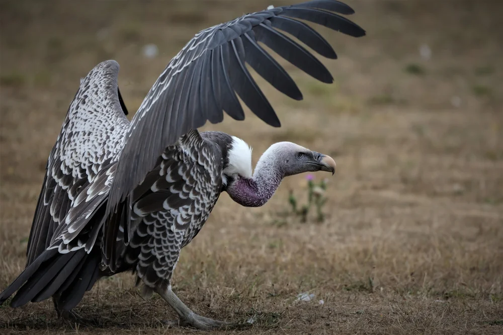 Rüppellgeier (Gyps rueppellii)
