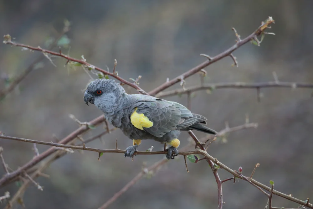 Rüppells Papagei (Poicephalus rueppellii)