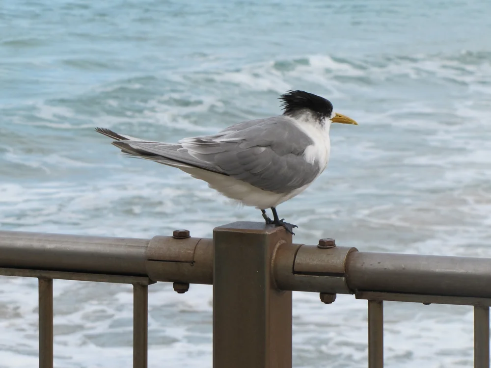 Rüppells Seeschwalbe (Thalasseus bergii)