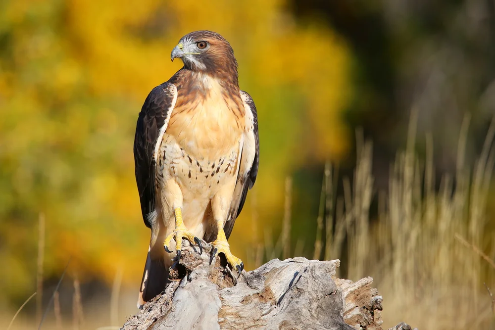 Rundschwanzbussard (Buteo jamaicensis)
