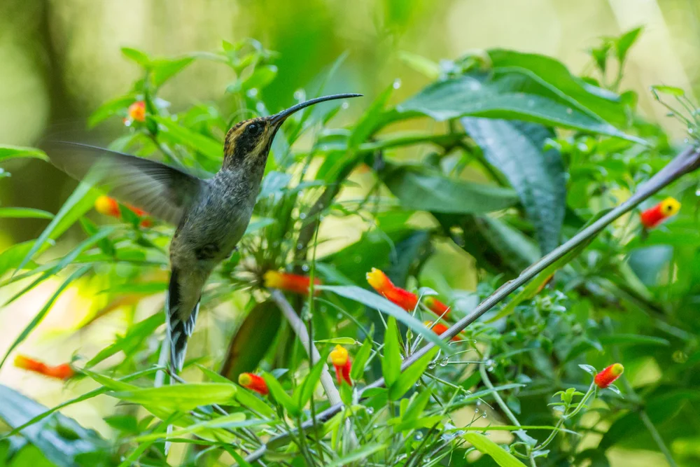 Rupurumi-Schattenkolibri (Phaethornis rupurumii)