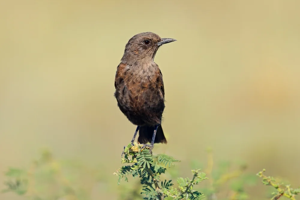 Ruß-Ameisendrossling (Myrmecocichla aethiops)