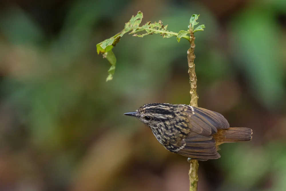 Russ-Ameisenschlüpfer (Cercomacra carbonaria)