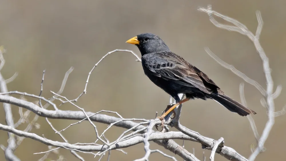Ruß-Bergtyrann (Phrygilus carbonarius)