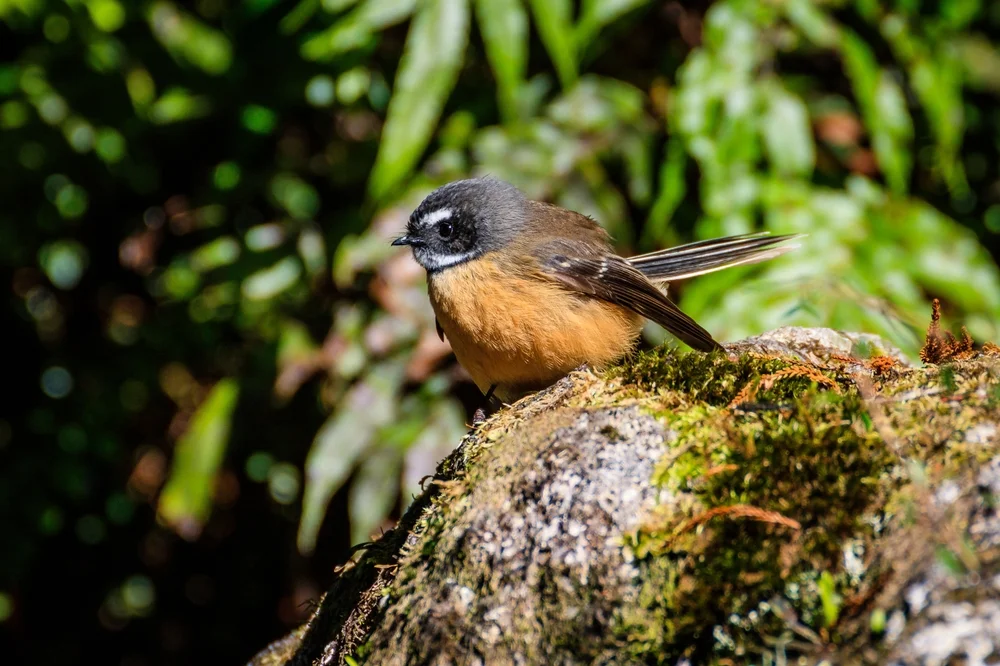 Ruß-Fächerschwanz (Rhipidura fuliginosa)