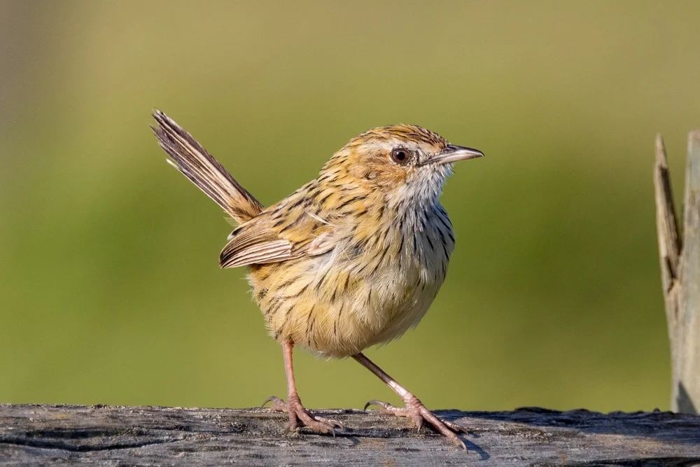 Ruß-Grasmücke (Calamanthus fuliginosus)