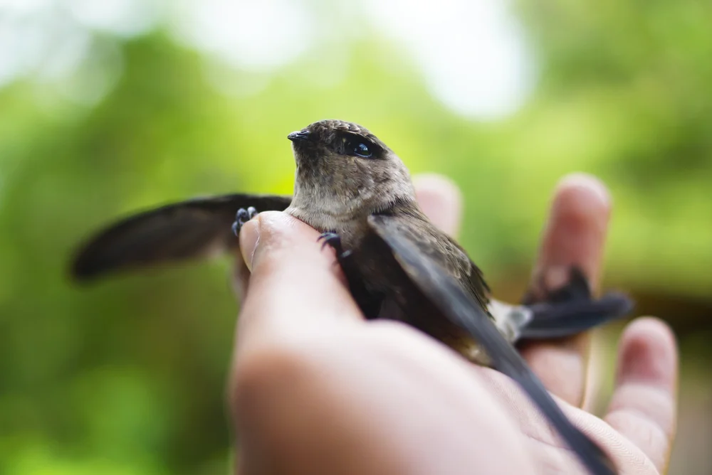 Ruß-Rauchsvalbe (Psalidoprocne fuliginosa)