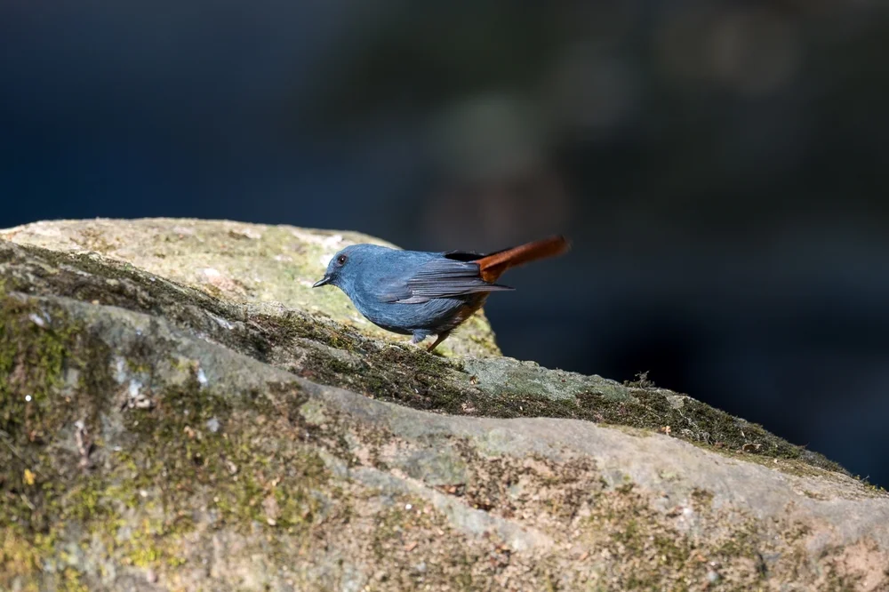 Ruß-Wasserdrossel (Rhyacornis bicolor)