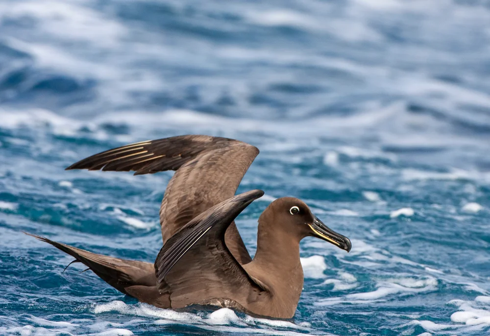 Rußalbatros (Phoebetria fusca)