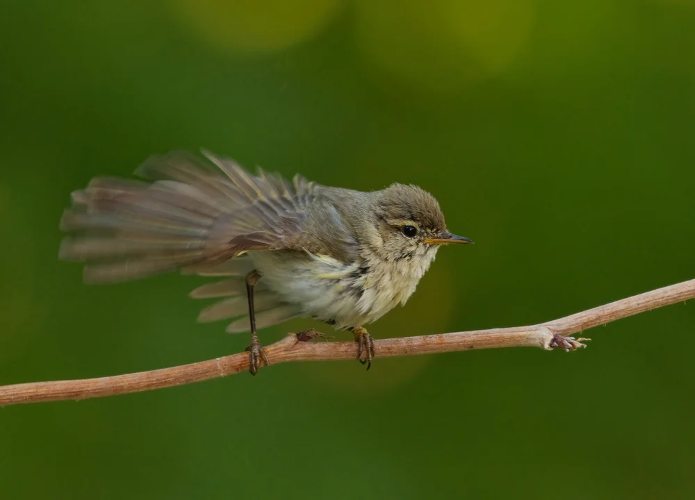 Rußbauch-Laubsänger (Phylloscopus fuligiventer)