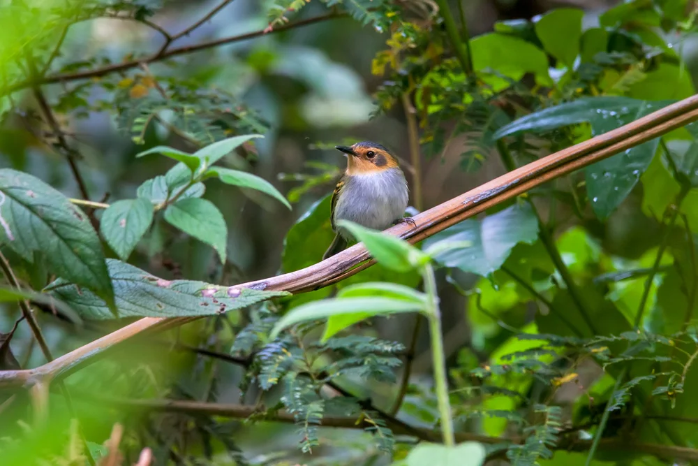 Russischer Tyrann (Poecilotriccus russatus)