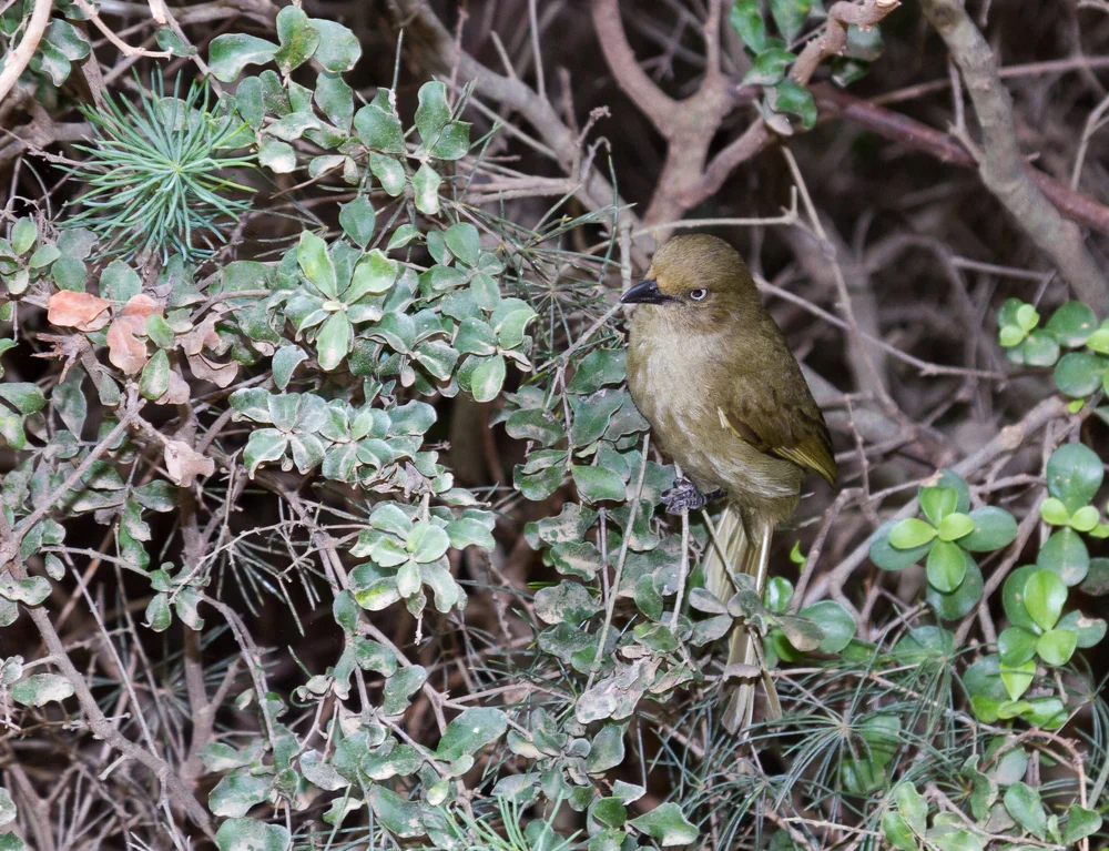 Rußlaubsänger (Phyllastrephus placidus)