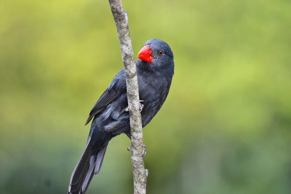 Russsamenknacker (Saltator fuliginosus)