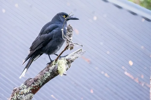 Rußschnäpper (Strepera fuliginosa)