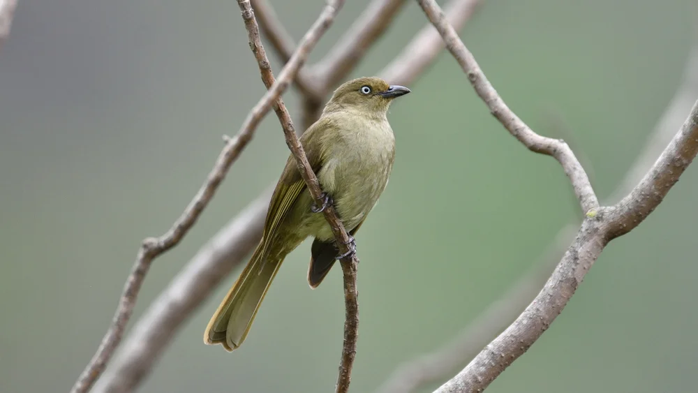 Ruwenzori-Waldsänger (Chlorocichla prigoginei)