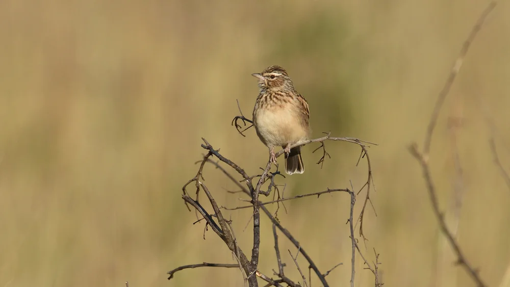 Sabota-Lerche (Calendulauda sabota)