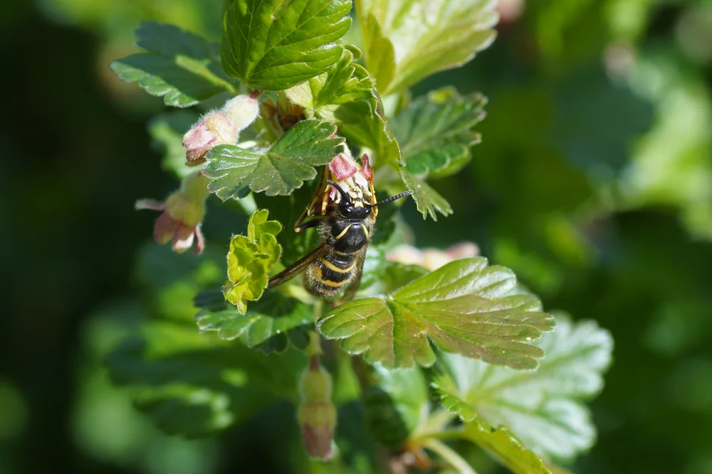 Sächsische Wespe (Dolichovespula saxonica)