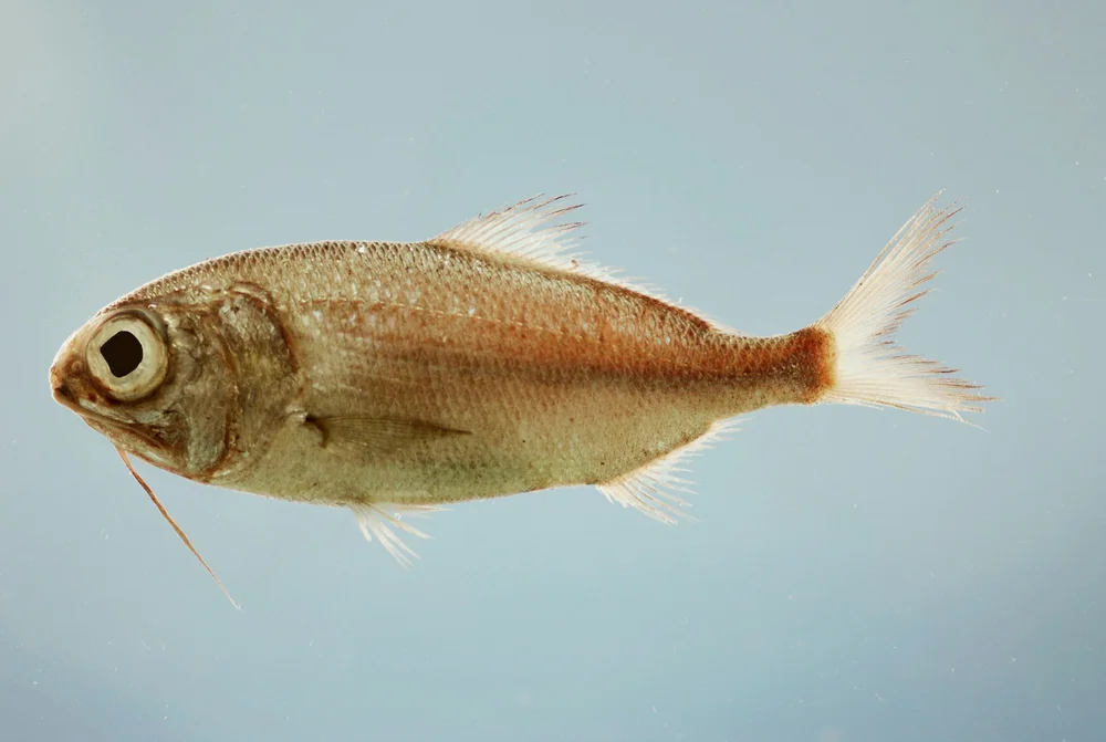 Sägebarsche (Polymixiidae)