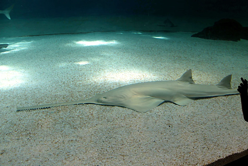 Sägehaie (Pristigenys serrula)