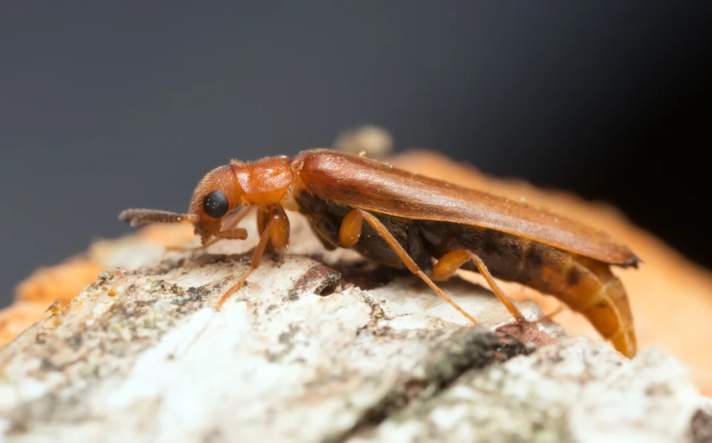 Sägehörniger Werftkäfer (Hylecoetus dermestoides)