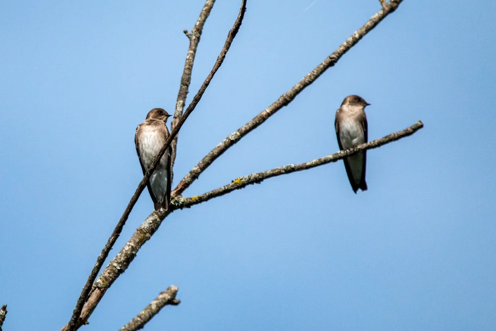 Sägeschwanz-Rauhschwalbe (Stelgidopteryx serripennis)