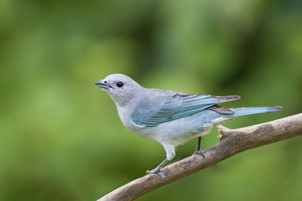 Sägetangare (Thraupis sayaca)