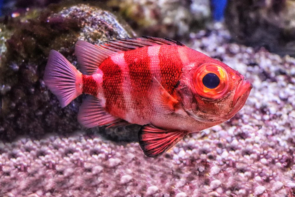 Sägezahn-Sägerochen (pristigenys serrula)