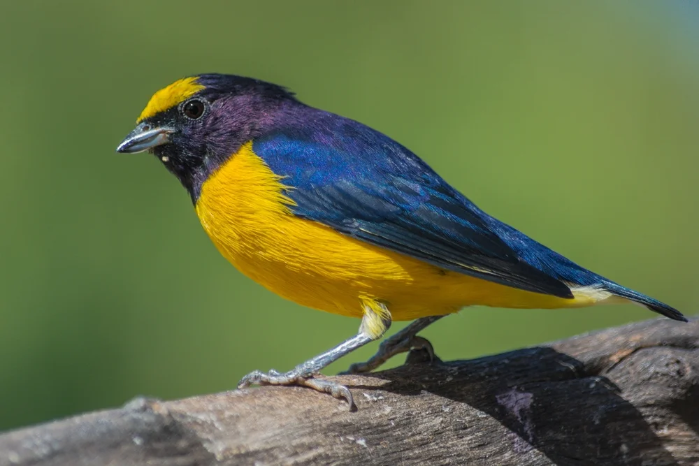 Sättigungs-Organist (Euphonia saturata)