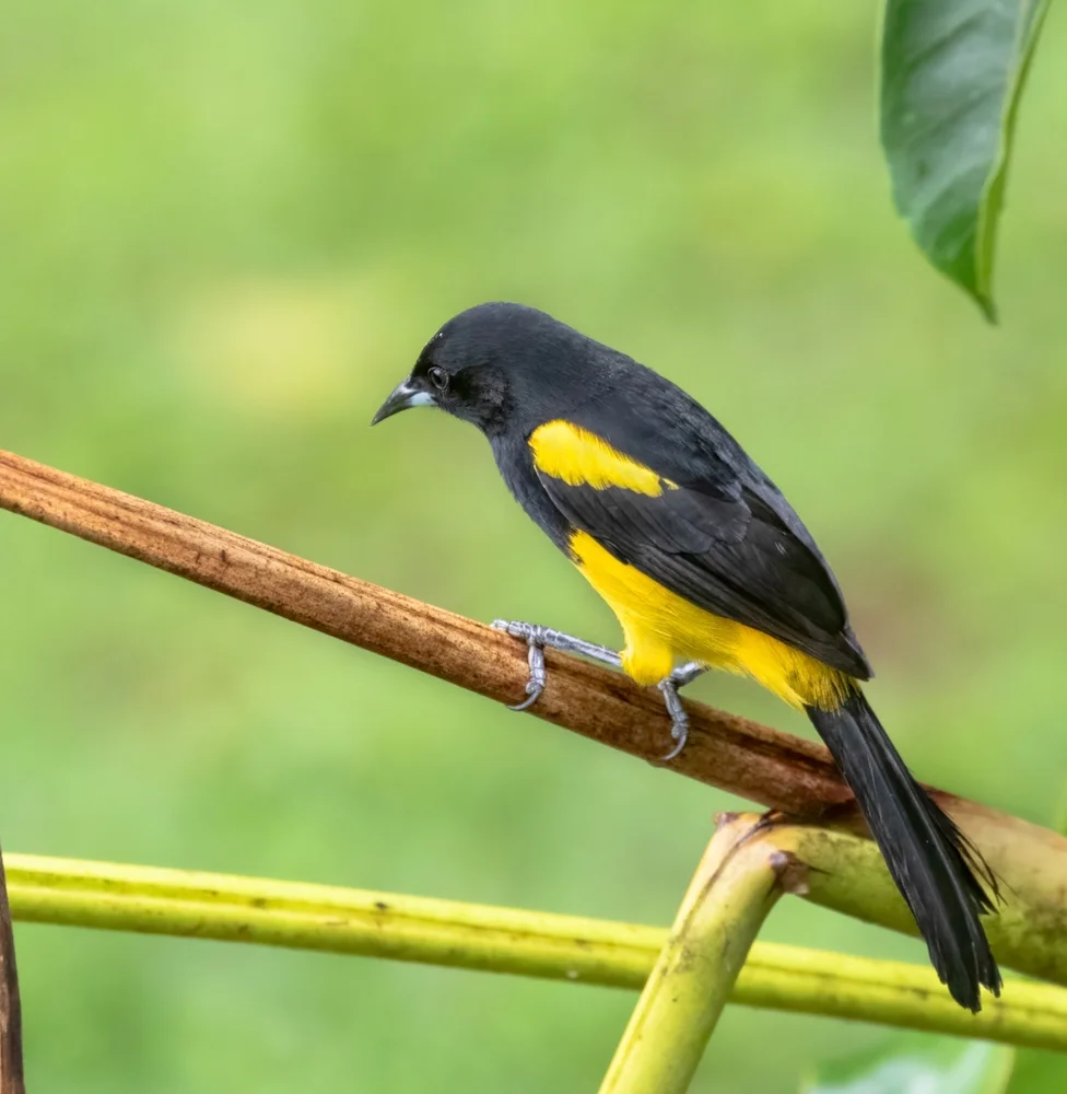 Saffrantrupial (Icterus laudabilis)