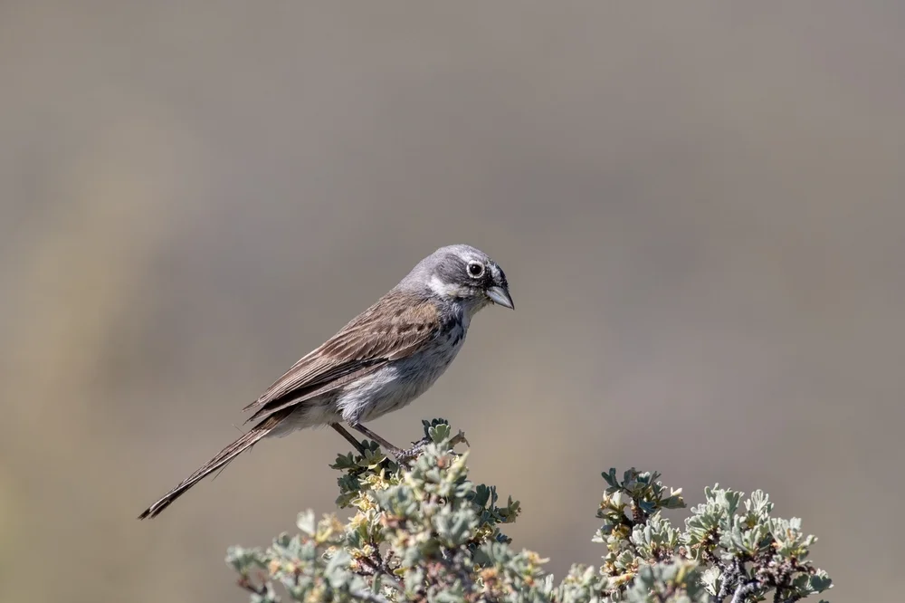 Sagebrush Sparrow (Sagebrush Sparrow)